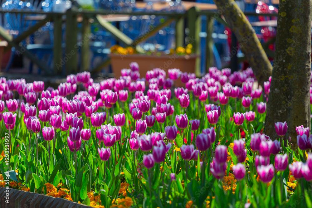 Seka park, Tulip festival and pier, Kocaeli Seka park, Tulip festival and pier, Kocaeli
