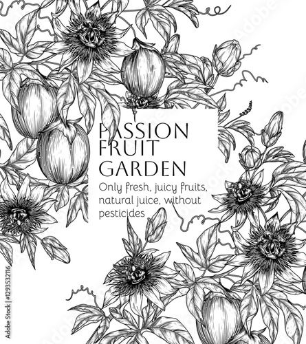 Vector illustration of a passion fruit garden with fruits, leaves and flowers in engraving style. Fresh farm fruits. Organic farming. Nutrition banner, healthy eating