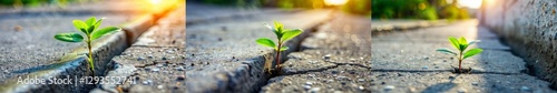 Three pictures of a plant growing in a crack in the sidewalk. The first picture shows the plant growing in the crack, the second picture shows the plant growing in the crack with the sun shining on it photo