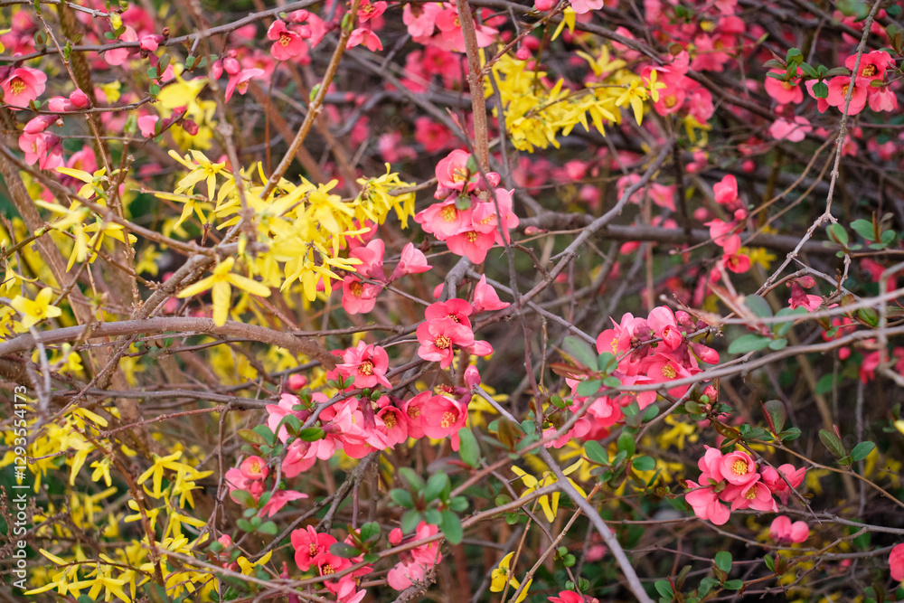 Blooming spring bushes. Red and yellow flowers of bushes. Blooming spring bushes. Red and yellow flowers of bushes.