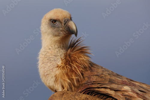 Close-up portrait of a Griffon Vulture against a clear sky photo