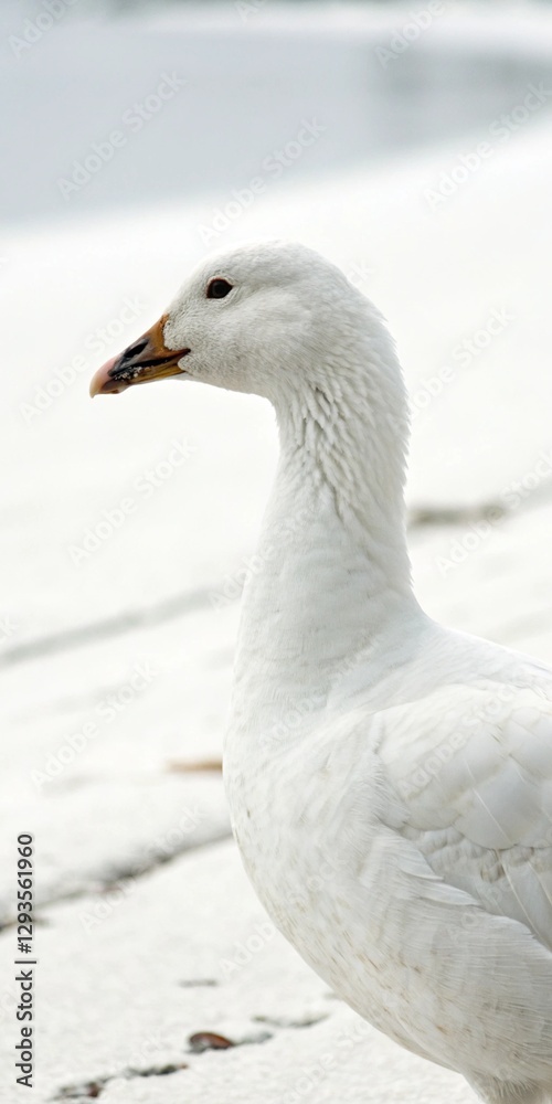 Goose standing on snowy ground near water. Goose standing on snowy ground near water.