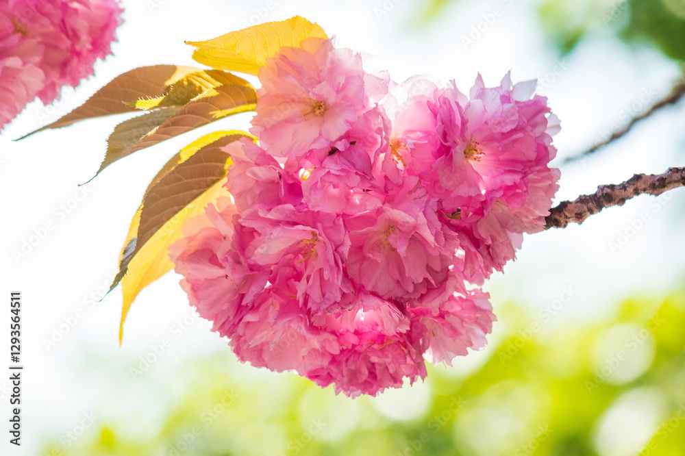 lush pink sakura blossom background. sunny weather in spring. hanami season in ukraine. decorative plant