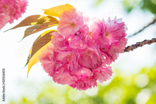 Obraz na płótnie lush pink sakura blossom background. sunny weather in spring. hanami season in ukraine. decorative plant w salonie
