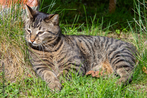 Obraz na płótnie tiger cat in the garden enjoys the sun w salonie