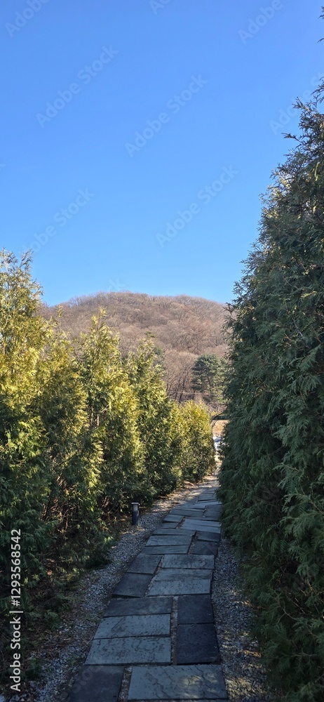 Obraz premium Forests 
