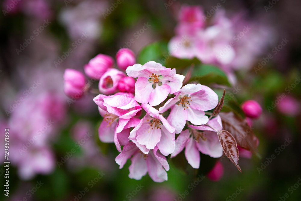 Blooming apple tree with pink petals, springtime background, close-up Blooming apple tree with pink petals, springtime background, close-up