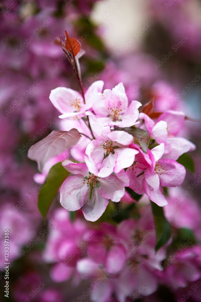 Blooming apple tree with pink petals, springtime background, close-up Blooming apple tree with pink petals, springtime background, close-up