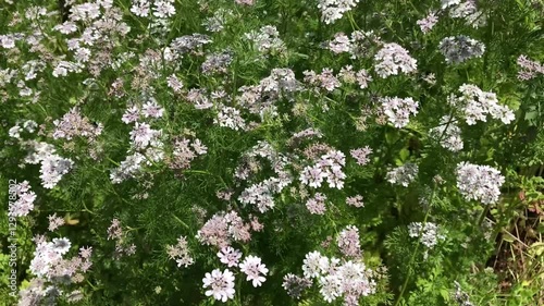 Up view of wild specie Coriandrum tordylium plant swaying in the wind. photo