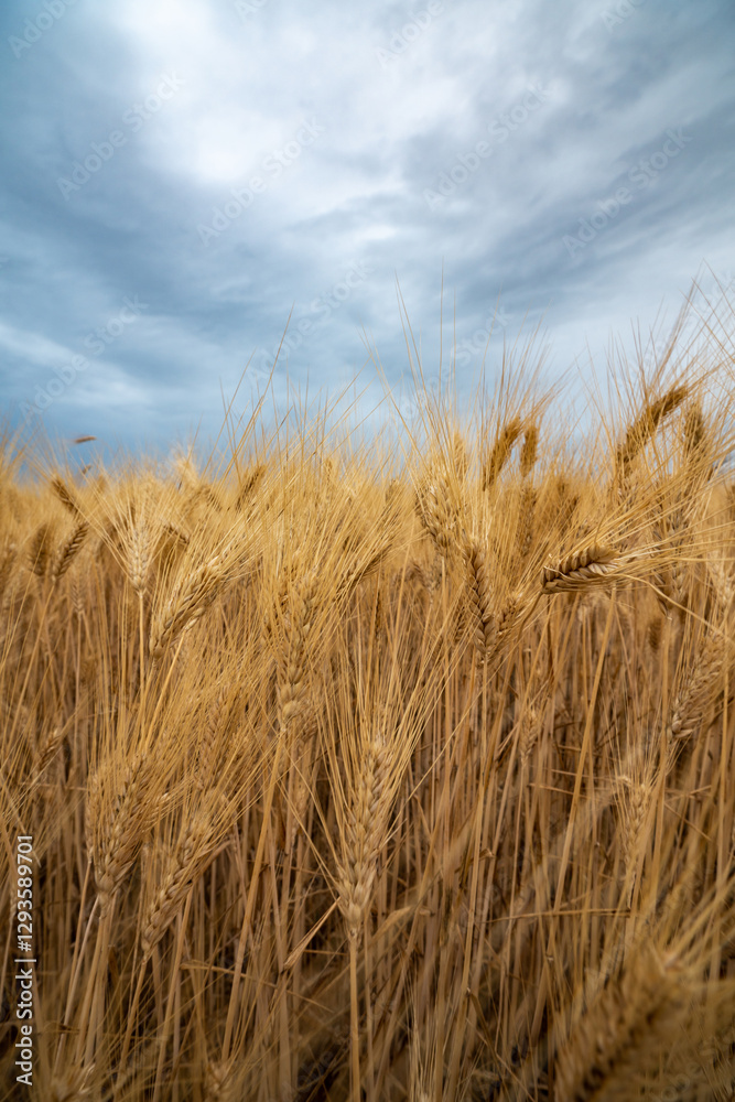 Golden Wheat Fields under Dramatic Skies in Provence, France Golden Wheat Fields under Dramatic Skies in Provence, France