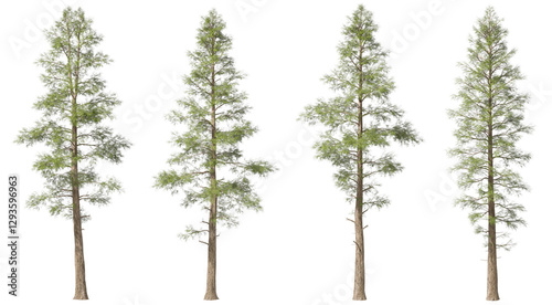 Fototapeta Naklejka Na Ścianę i Meble -  Pine trees forestry shapes set on transparent backgrounds 3d rendering png