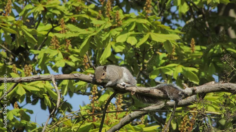 Gray Squirrel Laying Across A Tree Branch Moving Looking Around Daytime Sunny Windy Borehamwood Hertfordshire UK Gray Squirrel Laying Across A Tree Branch Moving Looking Around Daytime Sunny Windy Borehamwood Hertfordshire UK