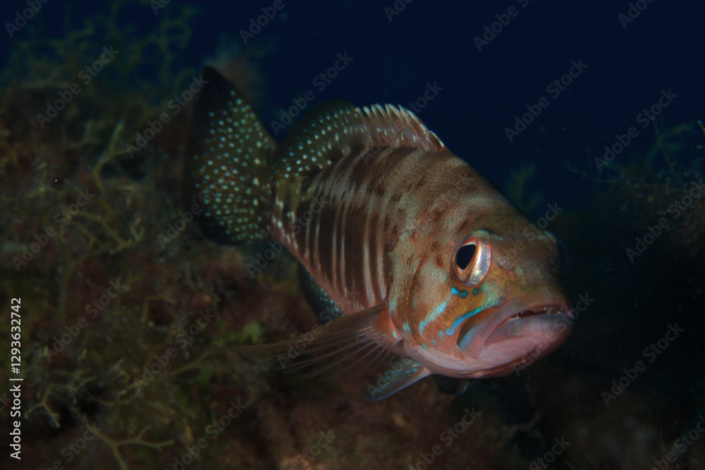 The dark-hued fish moves silently in its seafloor habitat. The dark-hued fish moves silently in its seafloor habitat.