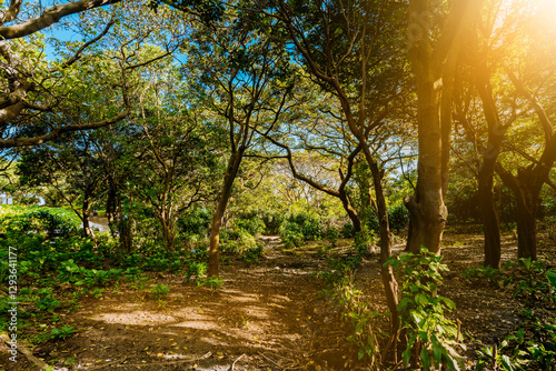Fototapeta Naklejka Na Ścianę i Meble -  Beautiful view of a forest at sunset. Forest surrounded by foliage at sunset