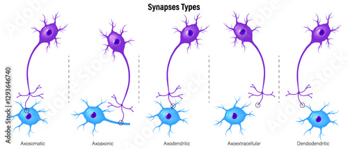 Synapses Types. Chemical synapse vector. Neuron communication. Synaptic transmission. Presynaptic cell and Postsynaptic cell. Electrical chemical signals.