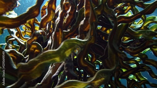 Underwater video shot from a low angle capturing swirling seaweed with sunlight filtering through, creating a dynamic and serene marine scene.
