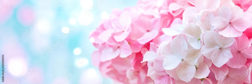 Fototapeta premium Pink Hydrangea Paniculata Blooms and Soft Background - Delicate pink hydrangea blossoms, symbolizing gratitude, beauty, abundance, grace, and serenity. A soft, dreamy background enhances their allure
