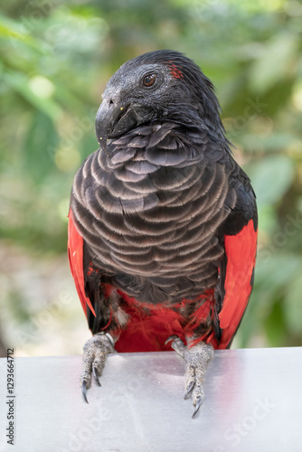 Black-winged Pigeon or Patagioenas wagleri, a medium-sized bird with grayish-brown plumage and striking red eyes, perched on a tree branch with lush green leaves. Natural habitat setting photo