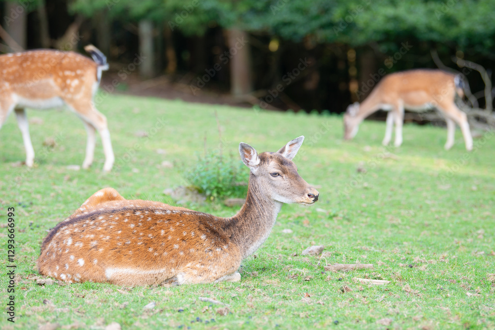 White tailed deer fawn on a meadow in autumn forest, wildlife in the woodland
White tailed deer fawn on a meadow in autumn forest, wildlife in the woodland