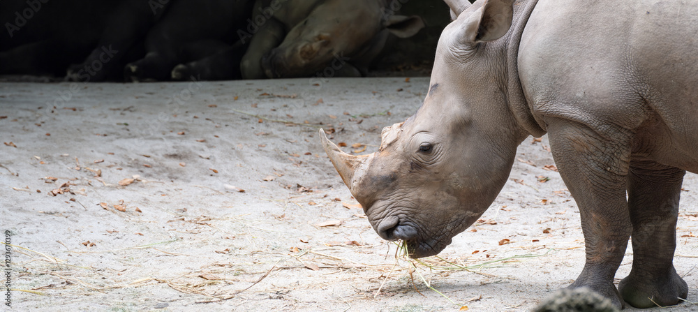 Fototapeta premium Close-up of a white rhinoceros or Ceratotherium simum grazing on dry grass in a sandy enclosure, showcasing its thick skin, large horn, and powerful build