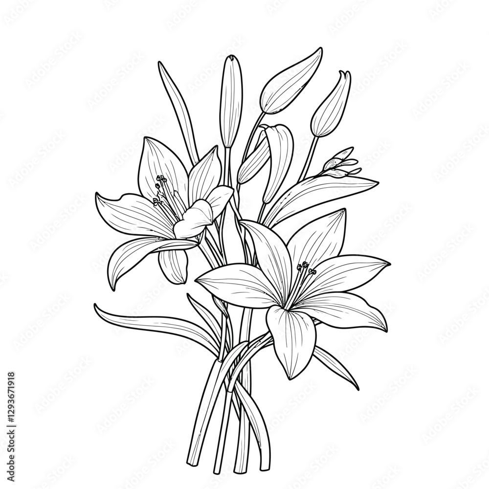 Obraz premium Hand drawn simple lily flower outline