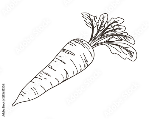 Hand-drawn carrot sketch illustration. Vintage-style etching, perfect for packaging, prints, menus, and digital designs.