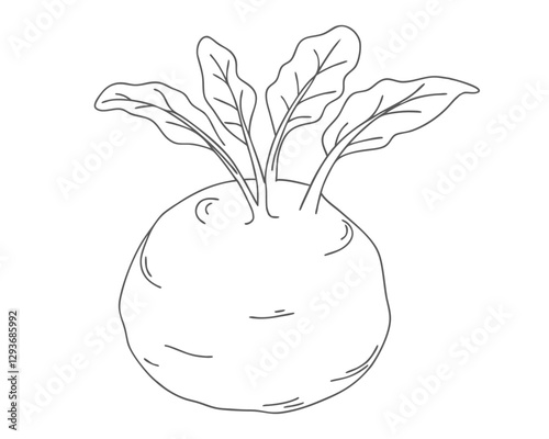 Hand-drawn kohlrabi line art  illustration. Vintage-style etching, perfect for packaging, prints, menus, and digital designs.