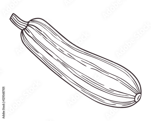 Hand-drawn zucchini line art illustration . Perfect for food-related designs, packaging, prints, and digital projects.