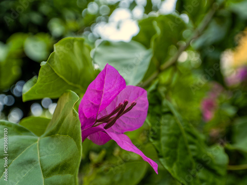 Vibrant purple bougainvillea flower is in sharp focus against a lush green background. The petals are papery and thin, with several prominent stamens visible in the center.