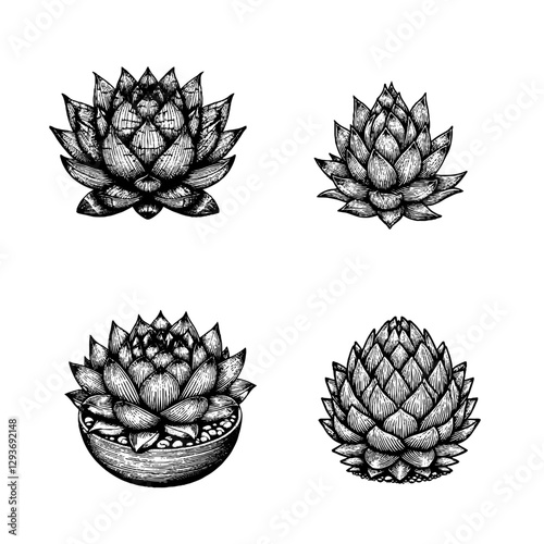 Haworthia (Haworthia)