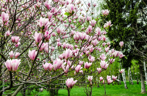 Magnolia soulangeana, also known as the Saucer Magnolia or Chinese Magnolia, is a striking variety, perfect for adding character and elegance to smaller gardens. photo