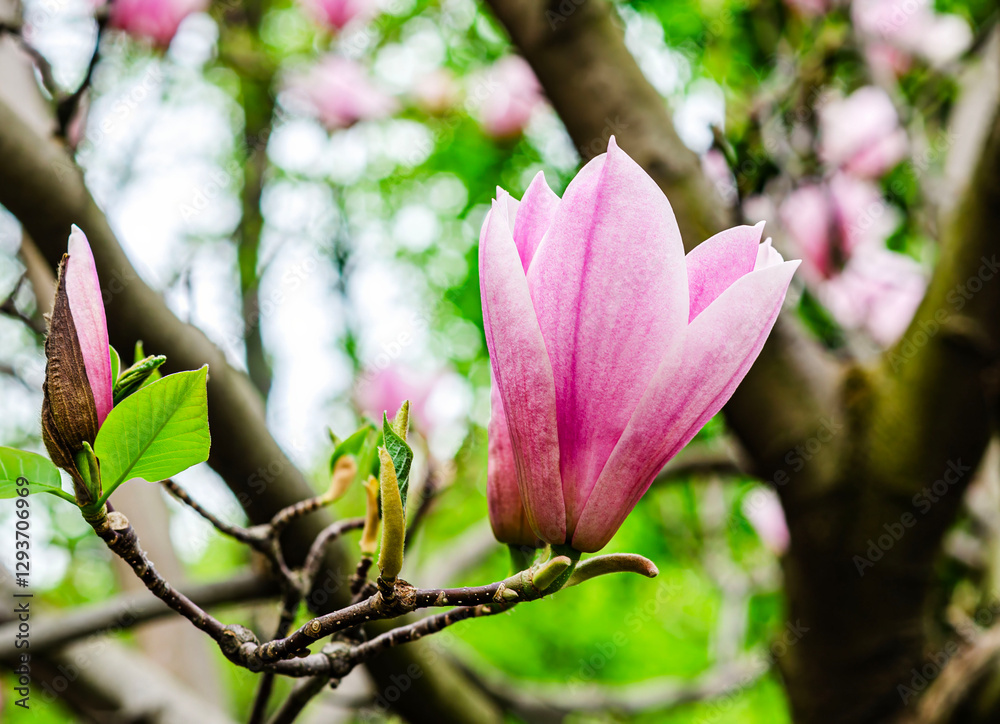 Obraz premium Magnolia soulangeana, also known as the Saucer Magnolia or Chinese Magnolia, is a striking variety, perfect for adding character and elegance to smaller gardens.
