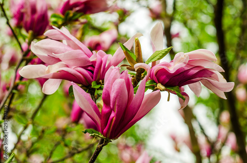 Magnolia soulangeana, also known as the Saucer Magnolia or Chinese Magnolia, is a striking variety, perfect for adding character and elegance to smaller gardens. photo