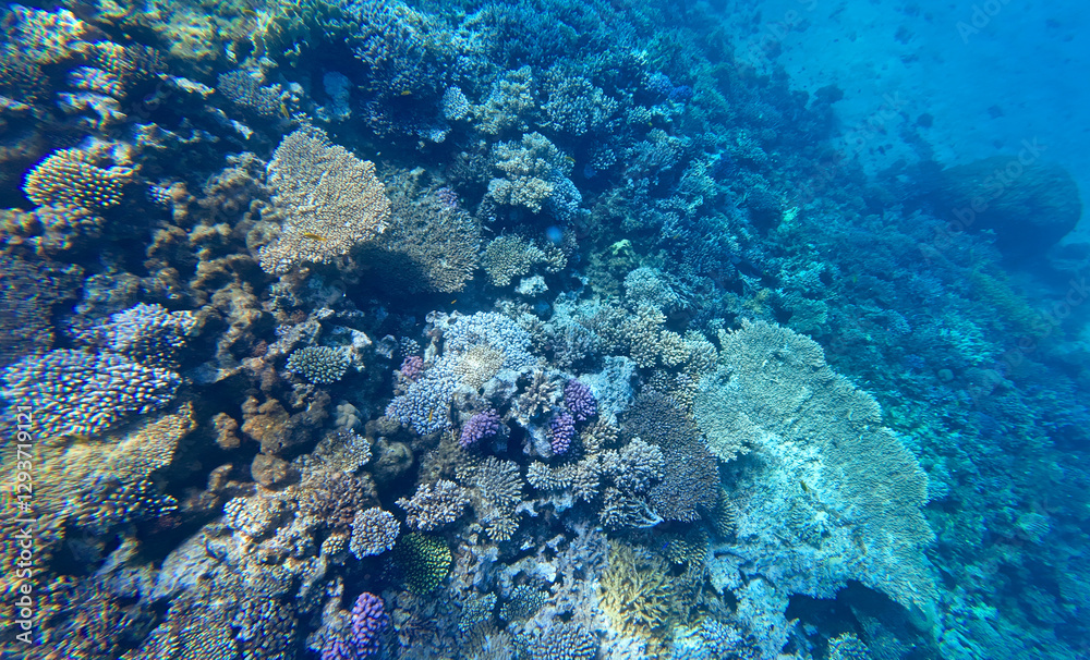 Fototapeta premium coral reef underwater in red sea, hurgada egypt africa 