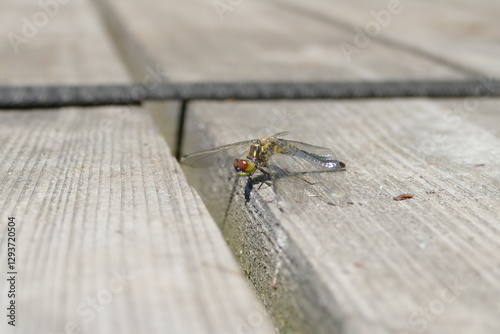 Fototapeta Naklejka Na Ścianę i Meble -  Dragonfly on a wooden jetty over a lake, Masuria, Poland