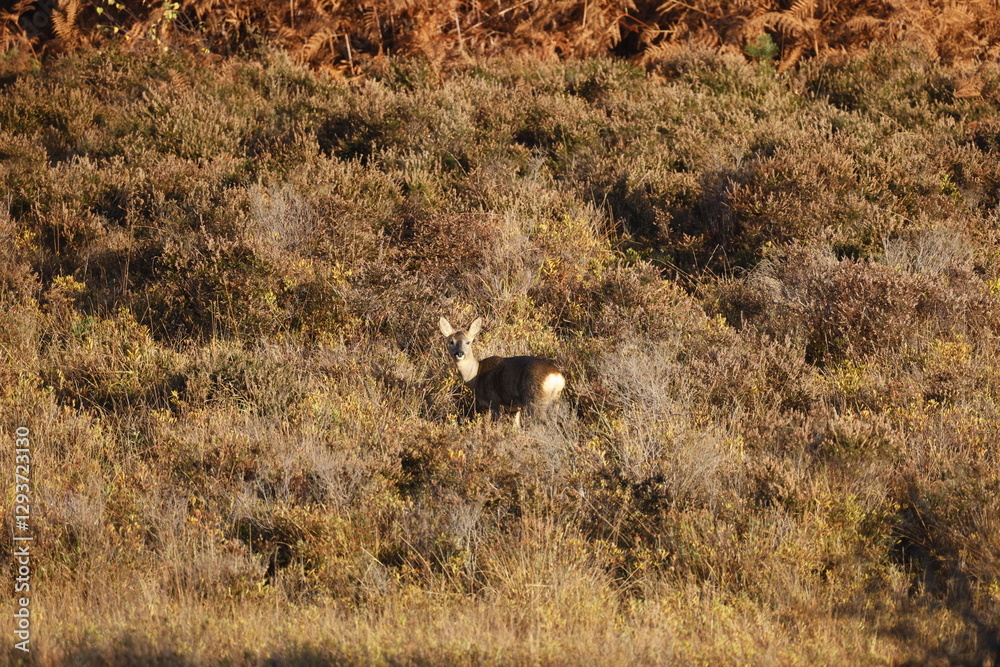 A small deer stands in a bushy area A small deer stands in a bushy area