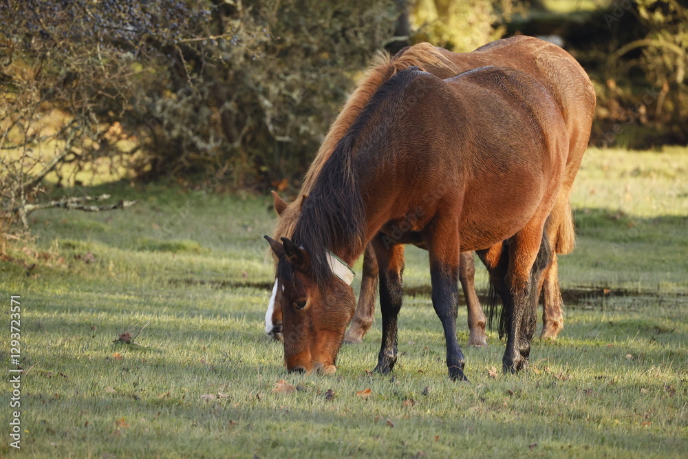 Fototapeta premium Two brown wild horses eating grass in a natural area