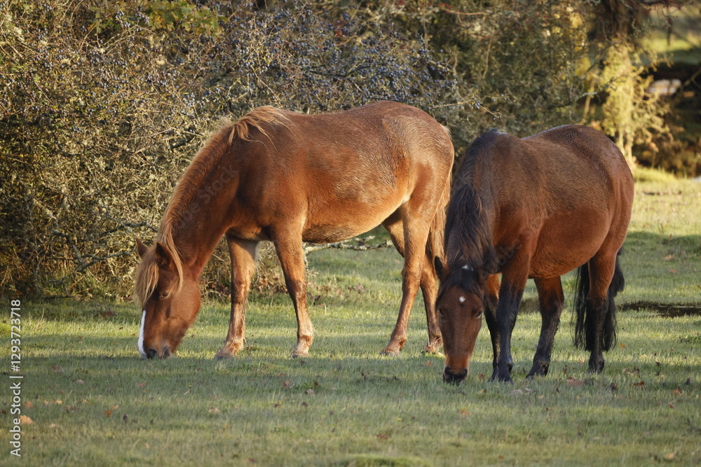 Fototapeta premium Brown wild horses eating grass in their natural habitat