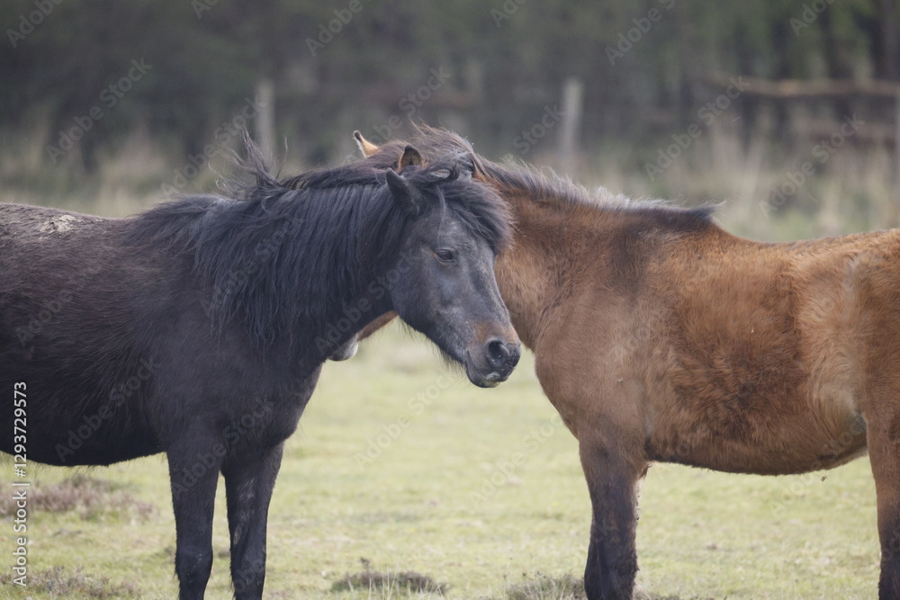 Wild horses stand close together in a grassy area Wild horses stand close together in a grassy area