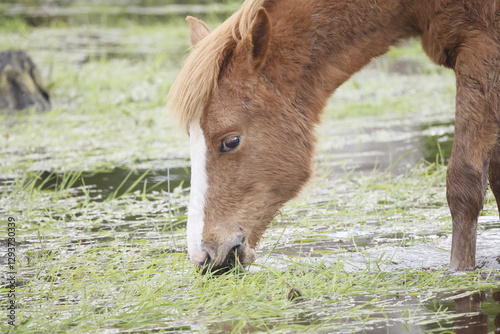 Brown head of a horse eating grass while standing in water.
