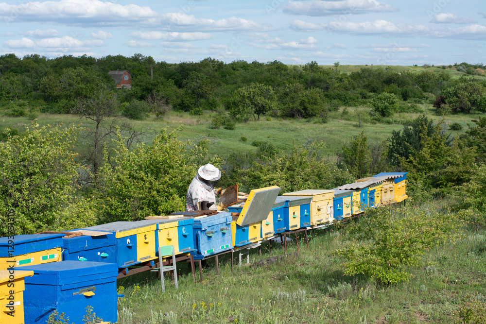 Beekeeper tending to hives in a lush green field under a bright blue sky Beekeeper tending to hives in a lush green field under a bright blue sky