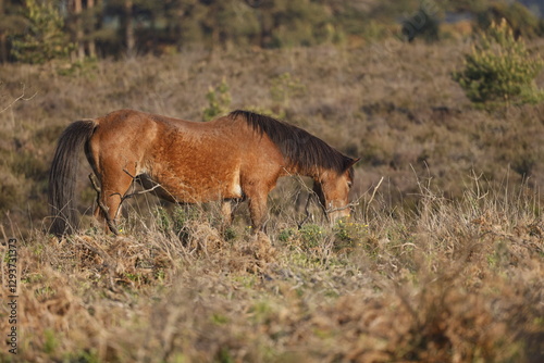Wild brown horse in an open space in front of the forest