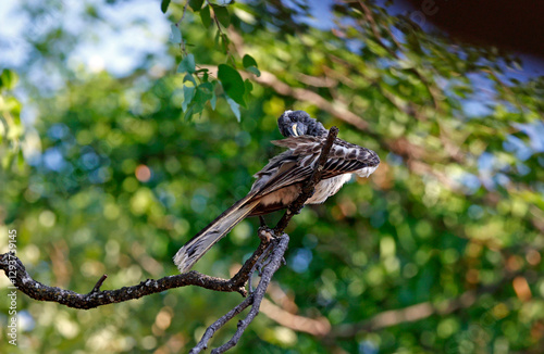 African grey hornbill in a tree photo