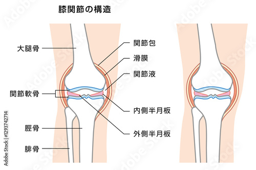 膝関節の構造の解説イラスト