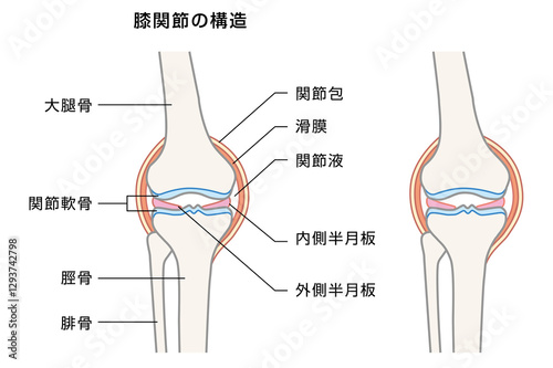 膝関節の構造の解説イラスト