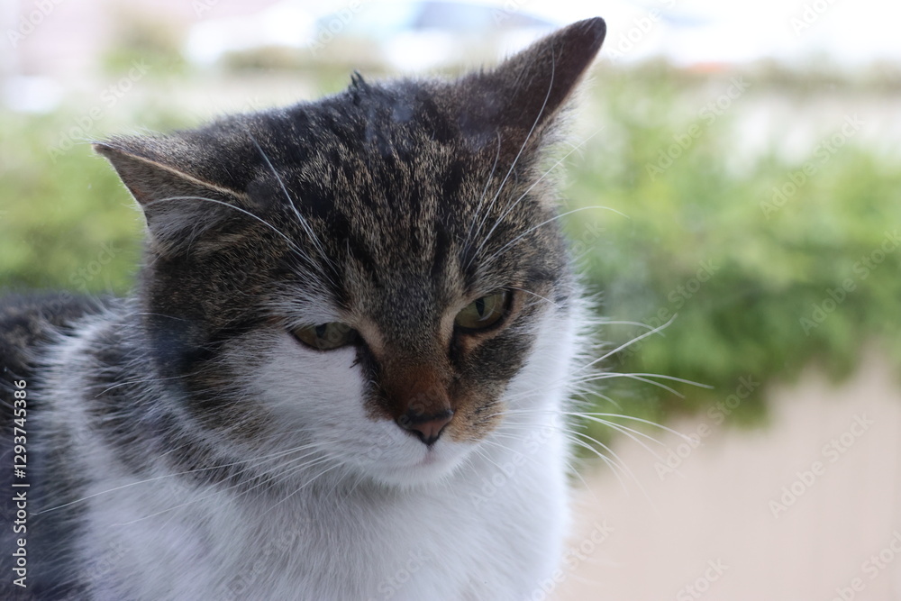 Fototapeta premium Kot, kocie spojrzenie, kitty