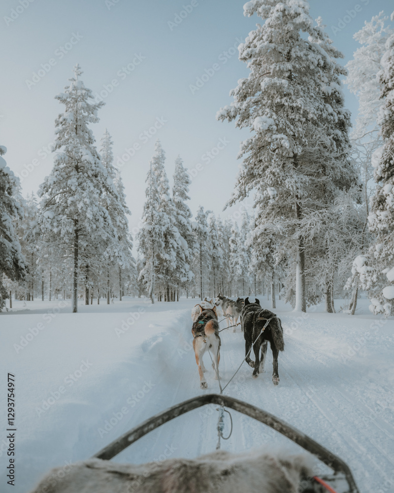 Naklejka premium Lapland in the snow, landscapes of pristine snow topped trees and magical golden light in the artic circle. High res photography
