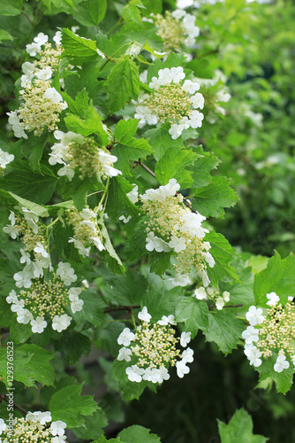Fototapeta Naklejka Na Ścianę i Meble -  Flowers of a viburnum in a spring garden