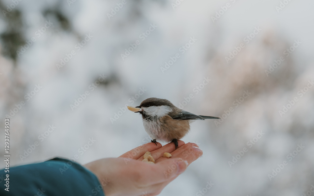 Naklejka premium Lapland in the snow Beautiful landscape snow