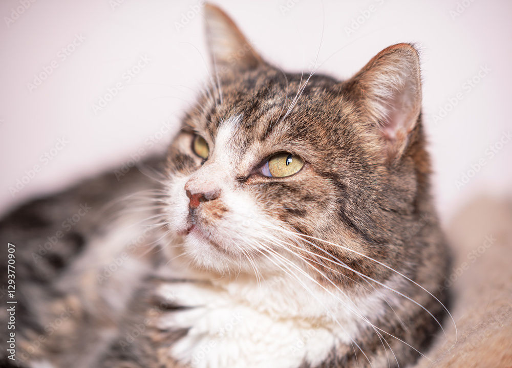 big tabby-colored cat lies and looks up thoughtfully big tabby-colored cat lies and looks up thoughtfully